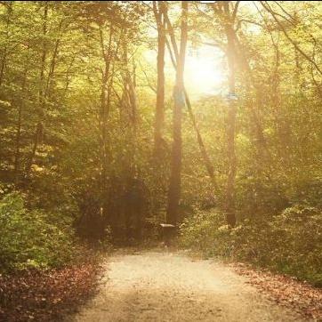 Symbolfoto Weg im Wald zum Licht